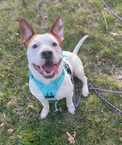 Enlarge Cole, a Adoptable mixed breed image 2/2