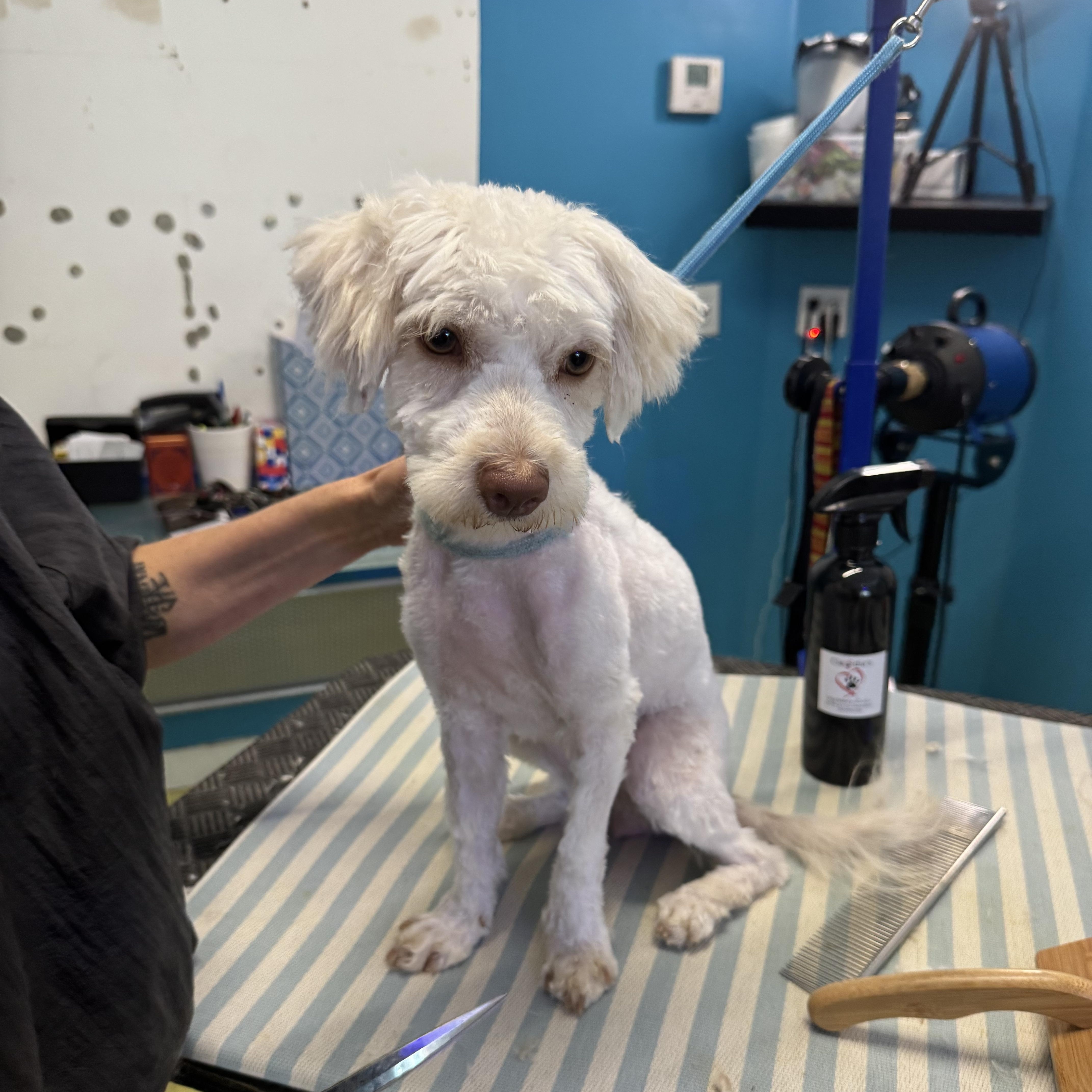 Cupcake, Young Female Maltese