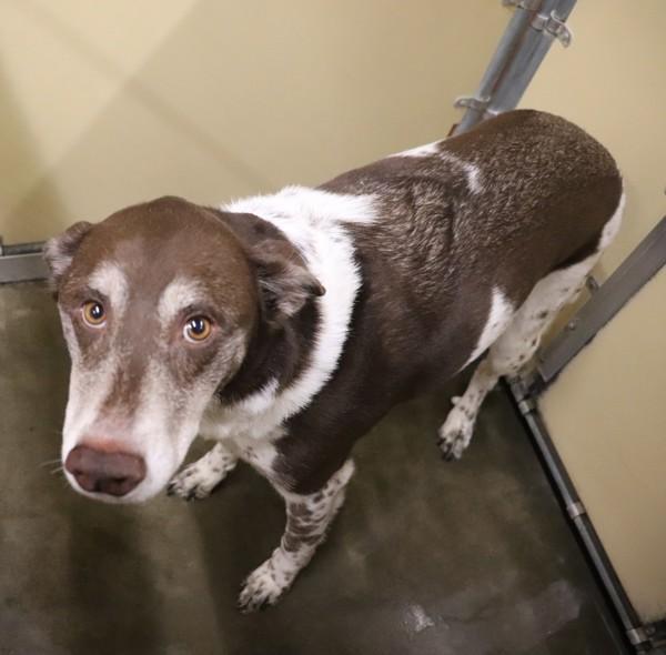 Squirrel, Adoptable, Adult Female Border Collie.