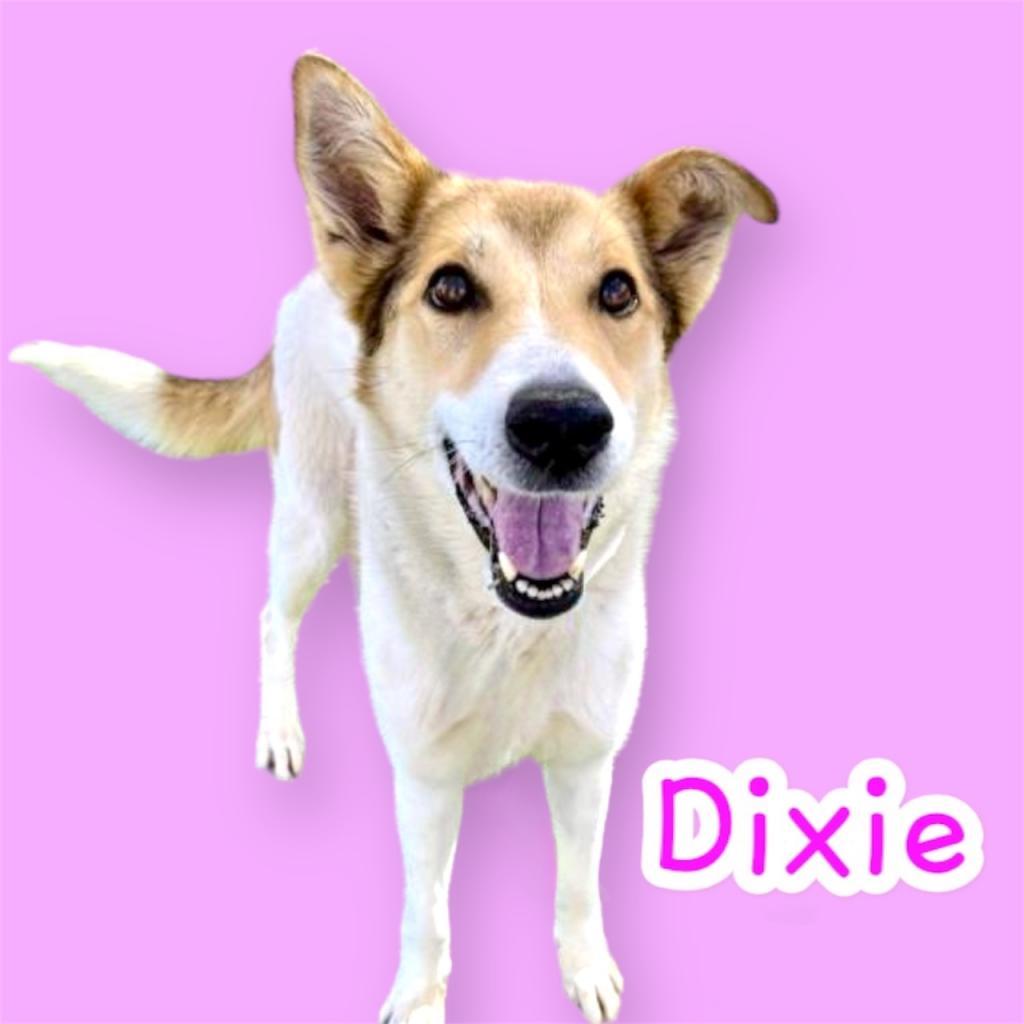 Dixie, Adoptable, Adult Female German Shepherd Dog & Collie.