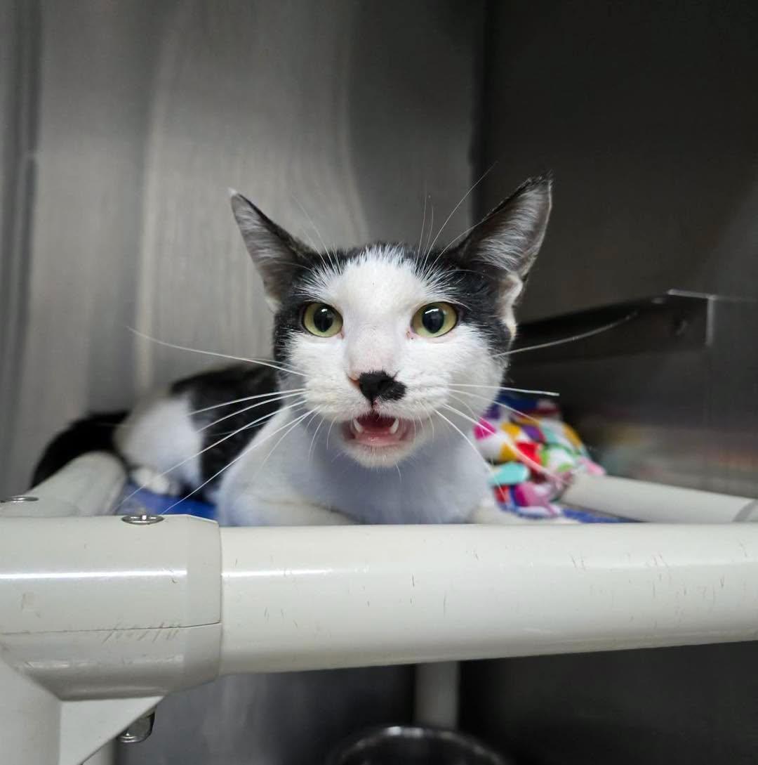 Enlarge Meow, a Adopted Domestic Short Hair in Stillwater, OK image 2/2