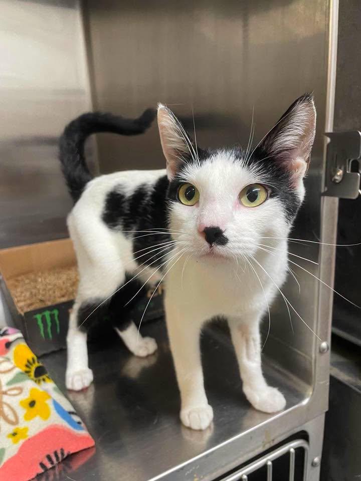 Meow, Adopted, Adult Female Domestic Short Hair.