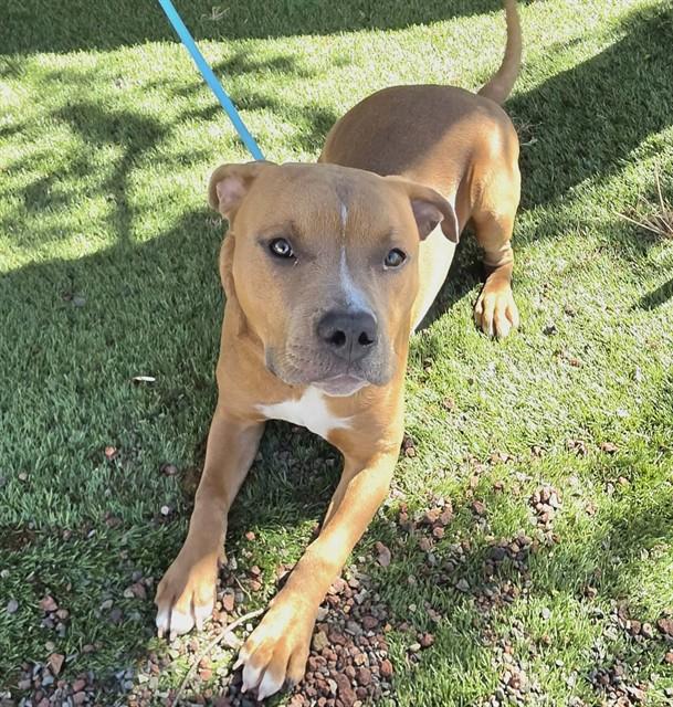 Enlarge Snicker , a ADOPTABLE Pit Bull Terrier in Phoenix, OR image 2/2