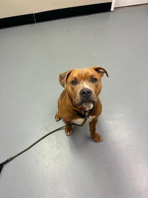Snicker , ADOPTABLE, Young Male Pit Bull Terrier.
