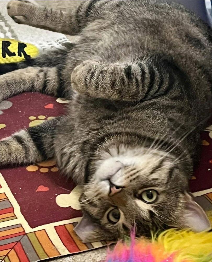 Enlarge Simon, a Adoptable mixed breed in O'Fallon, MO image 2/3