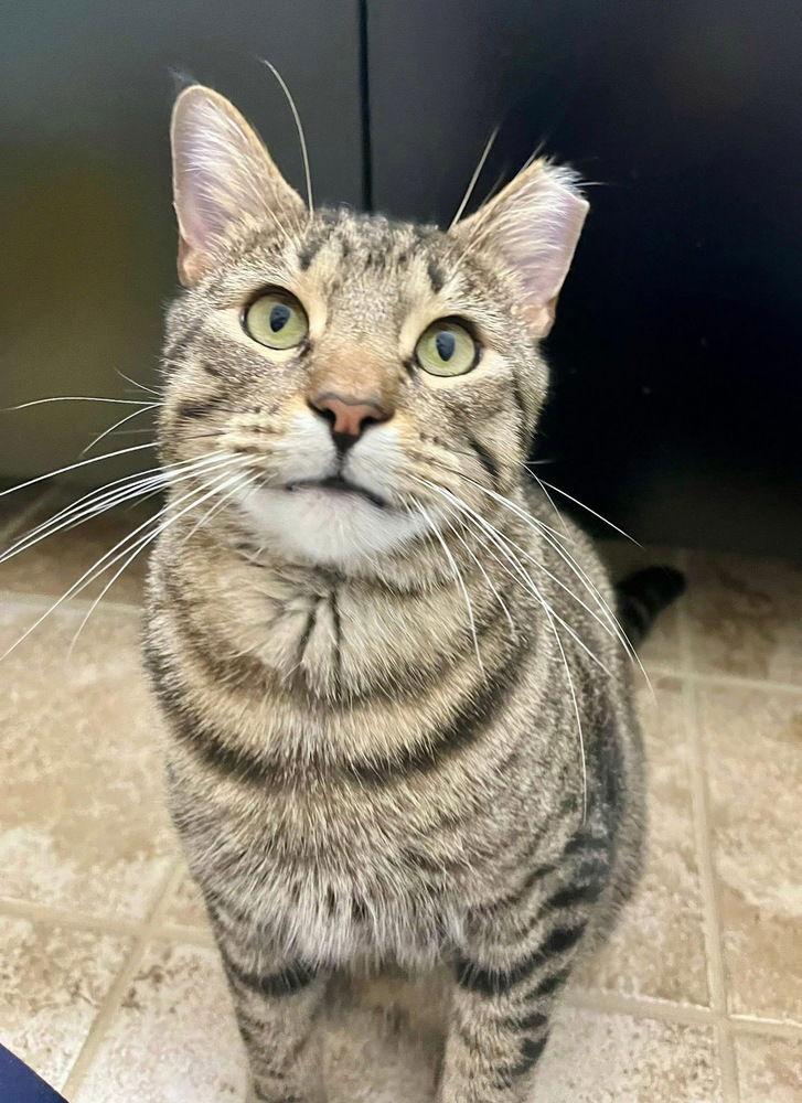 Enlarge Simon, a Adoptable mixed breed in O'Fallon, MO image 3/3