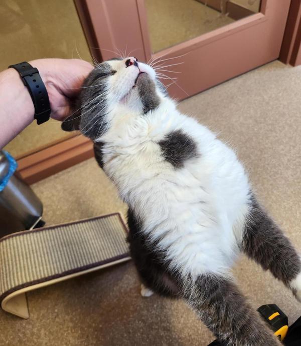 Angus, Adoptable, Adult Male Domestic Short Hair.