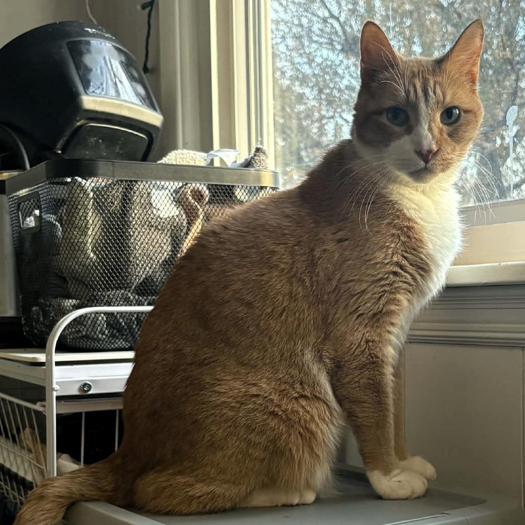 Timber, Adoptable, Adult Male Domestic Short Hair.