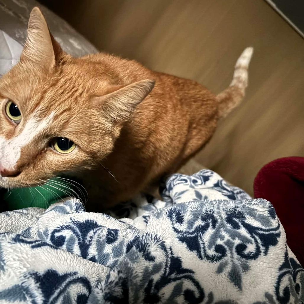 Timber, a Adoptable Domestic Short Hair image 2/6