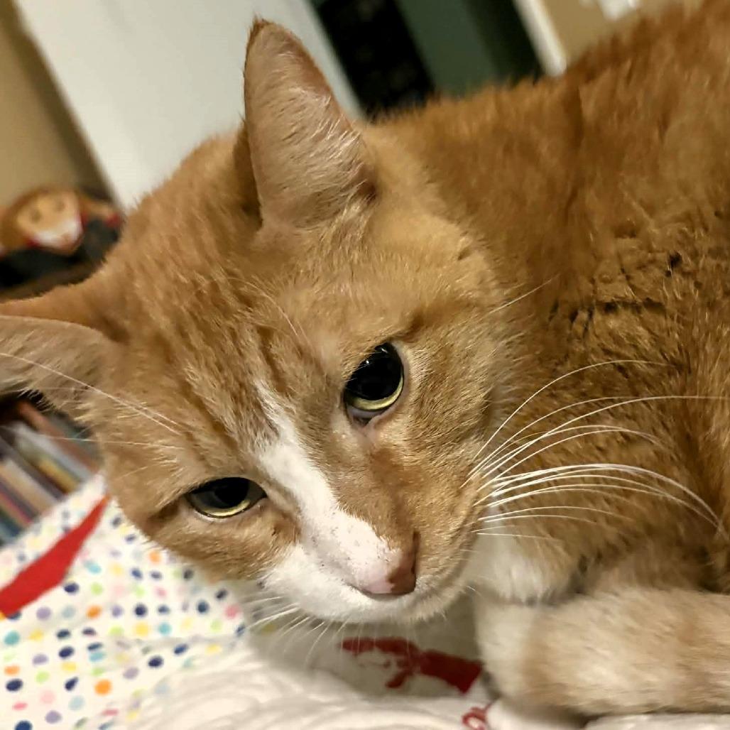 Timber, a Adoptable Domestic Short Hair image 3/6