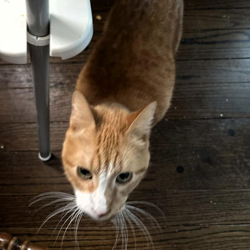 Timber, a Adoptable Domestic Short Hair image 4/6