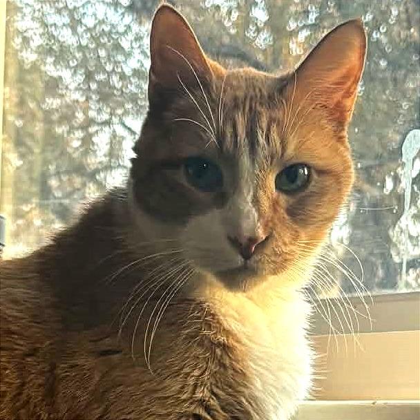 Timber, a Adoptable Domestic Short Hair image 5/6