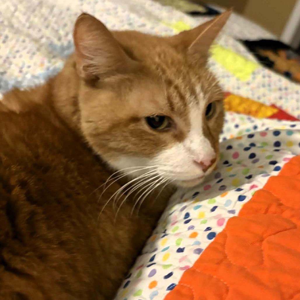 Timber, a Adoptable Domestic Short Hair image 6/6