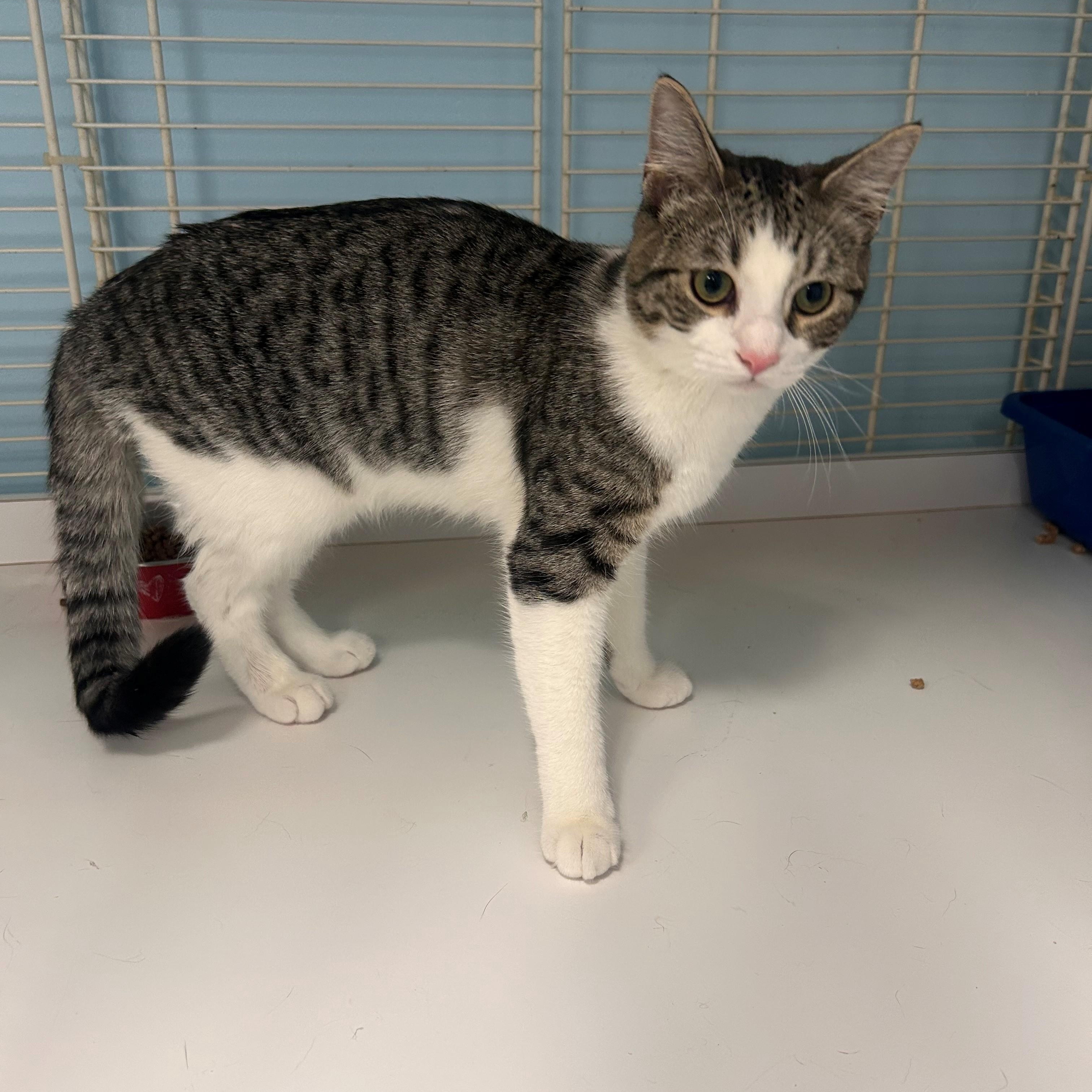 Enlarge Nelson, an adopted Domestic Short Hair in Margate, FL image 1/1