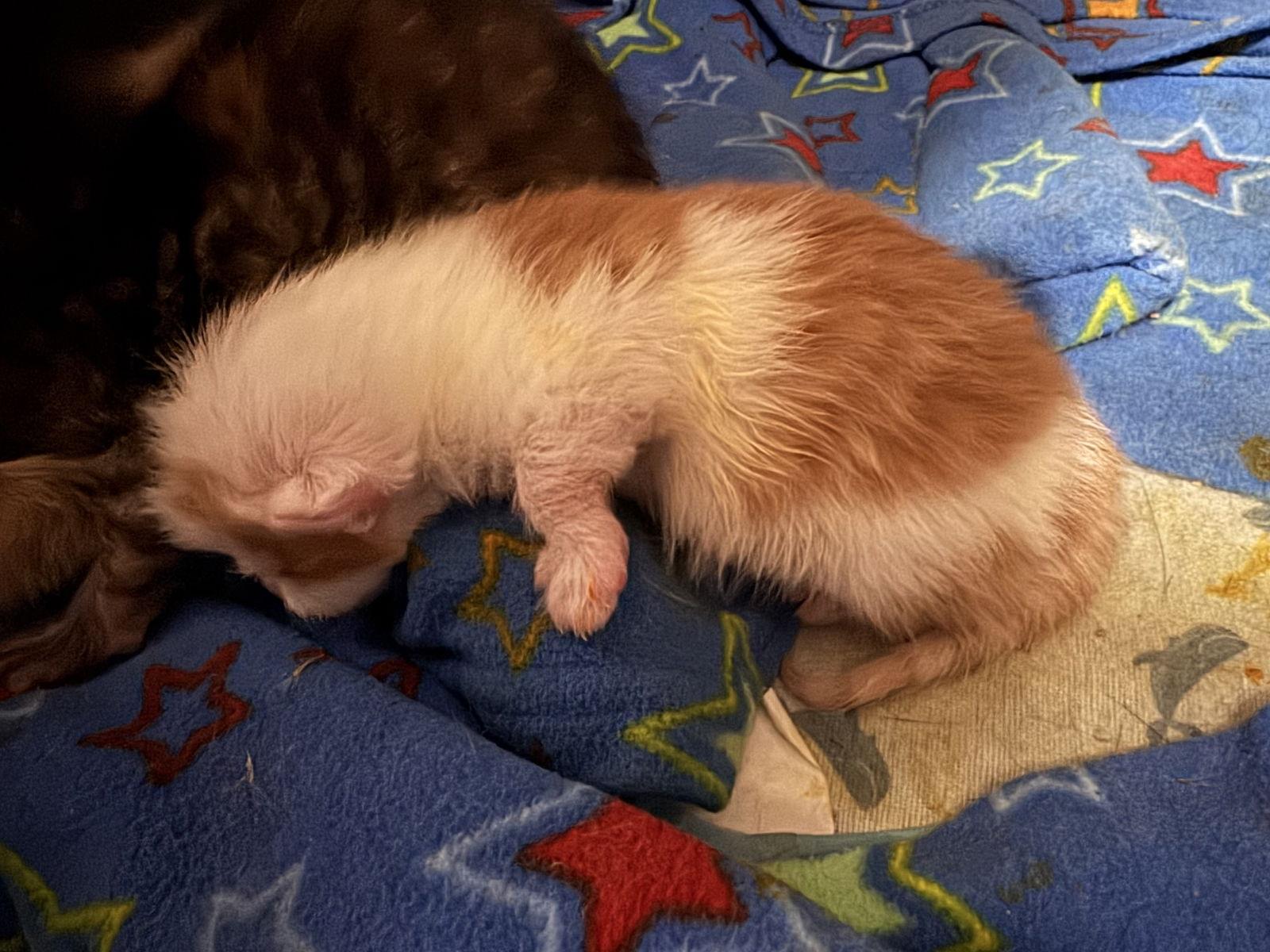 Enlarge Edgar Allan Paw, a Adopted Domestic Short Hair in Trenton, NJ image 1/2