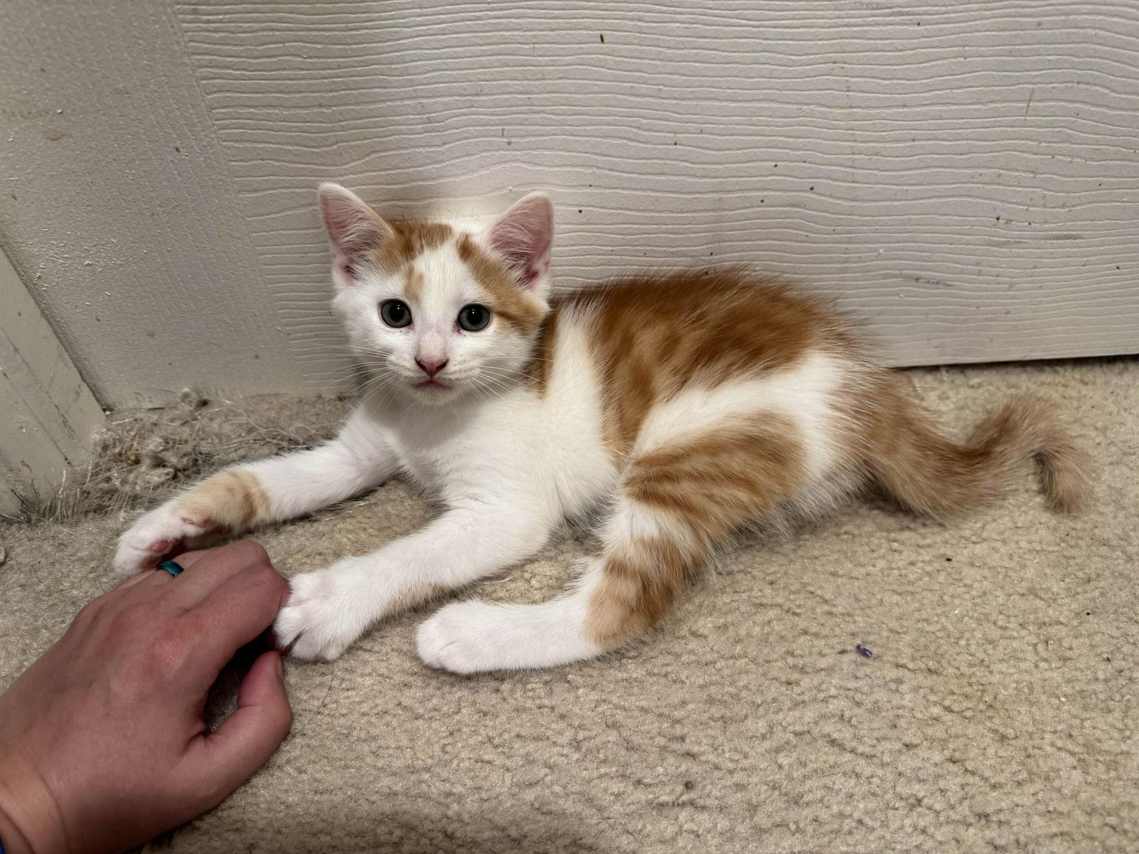 Enlarge Edgar Allan Paw, a Adopted Domestic Short Hair in Trenton, NJ image 2/2