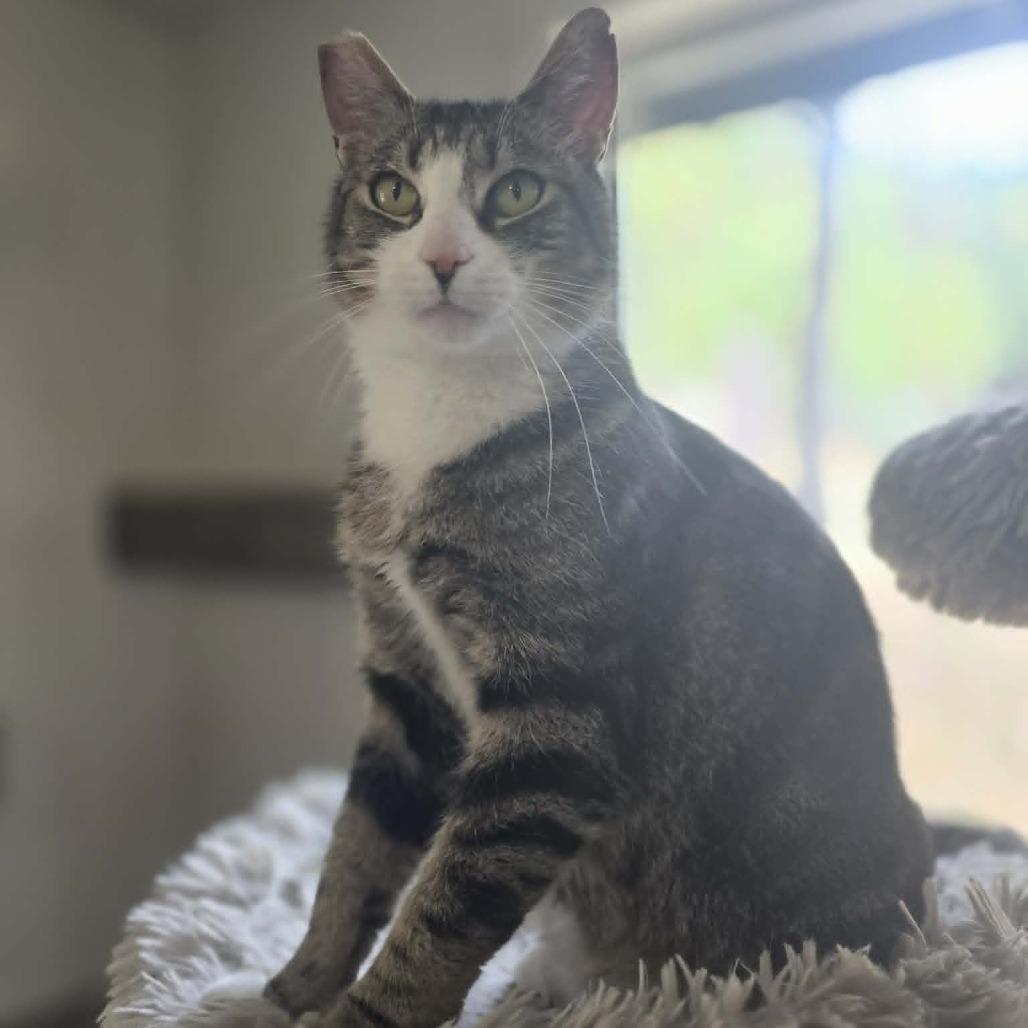 Mushu, Adoptable, Adult Male Domestic Short Hair.