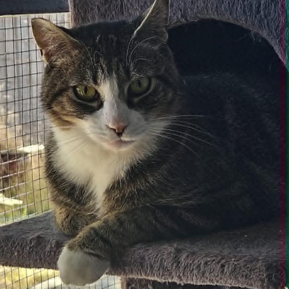 Mushu, a Adoptable Domestic Short Hair in Jacksonville, OR image 2/4