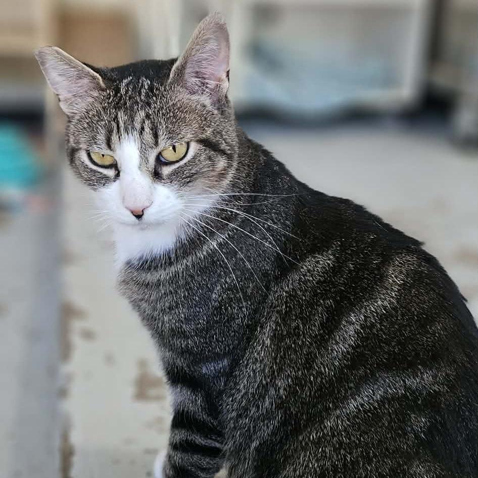 Mushu, a Adoptable Domestic Short Hair in Jacksonville, OR image 3/4