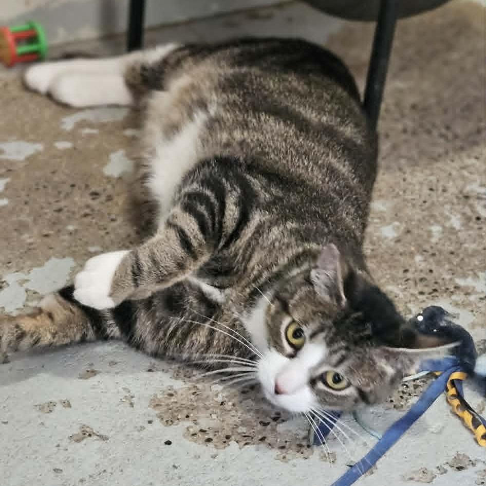 Mushu, a Adoptable Domestic Short Hair in Jacksonville, OR image 4/4