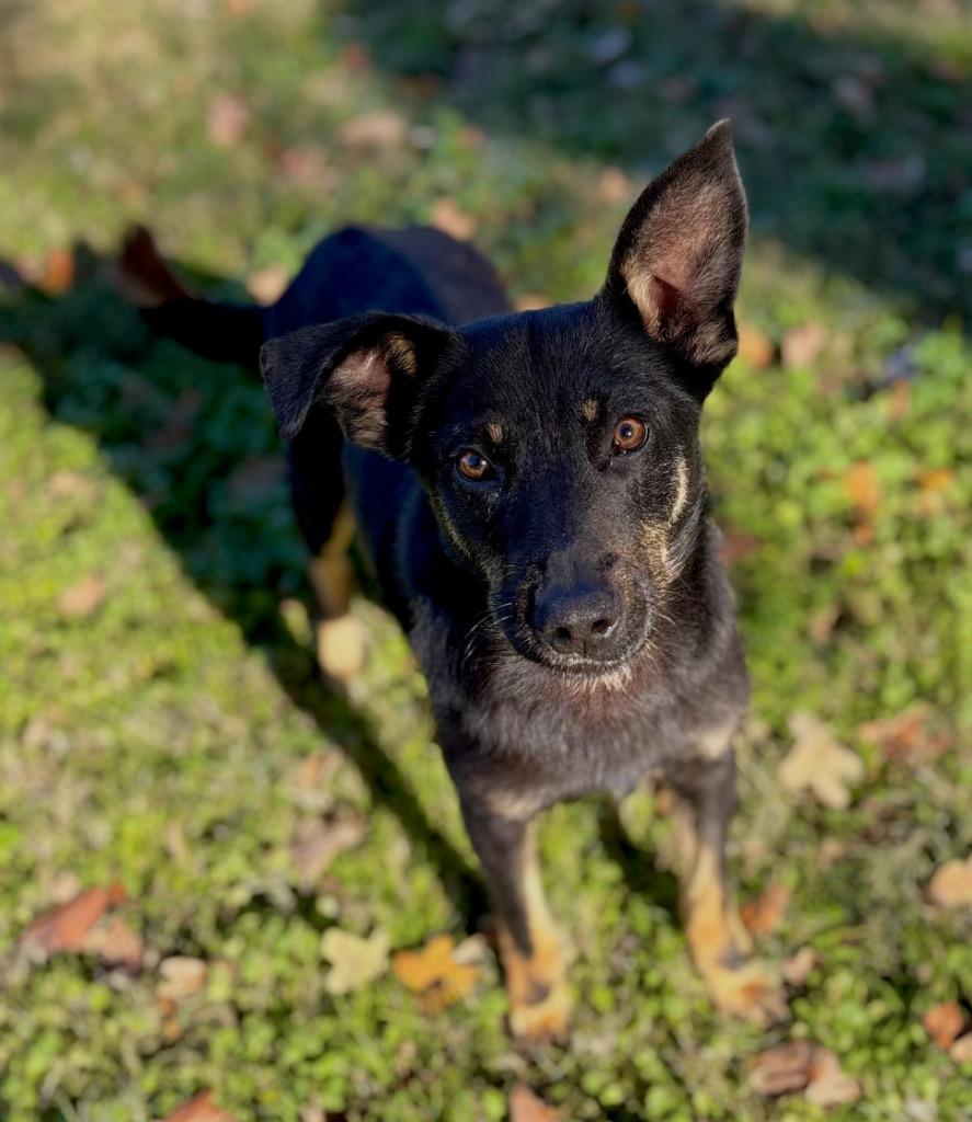 Aiden, Adoptable, Young Male Shepherd & Mixed Breed.
