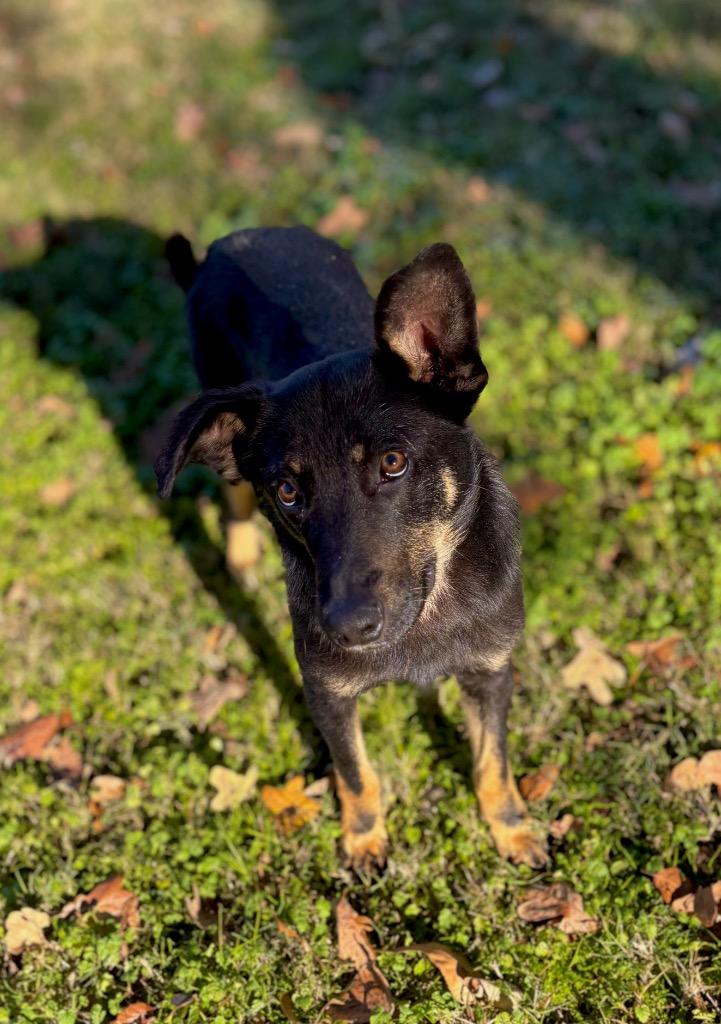 Enlarge Aiden, a Adoptable mixed breed in Seven Points, TX image 2/3