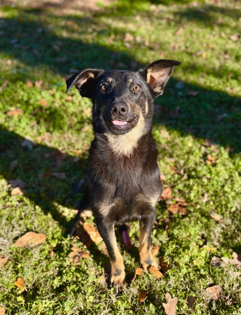 Enlarge Aiden, a Adoptable mixed breed in Seven Points, TX image 3/3