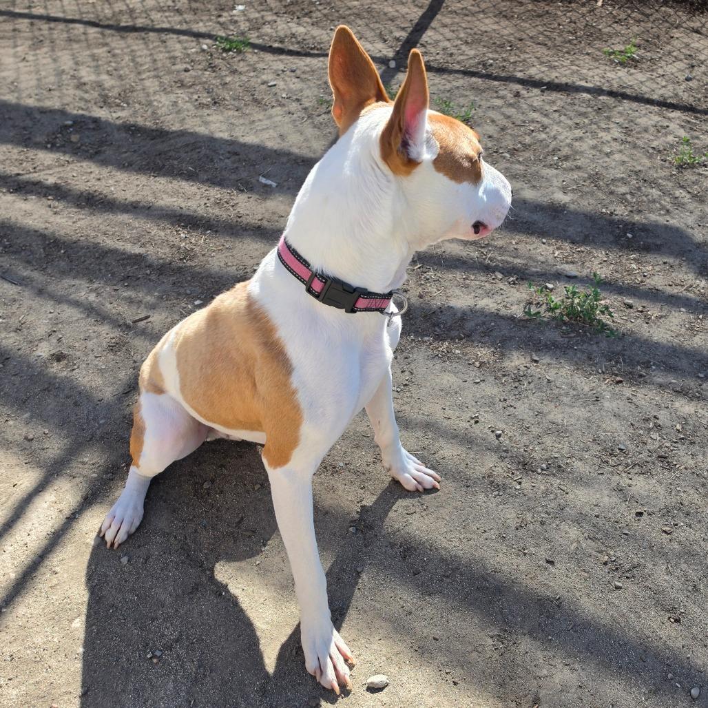 Quincy, a Adoptable Bull Terrier in Spokane, WA image 1/6