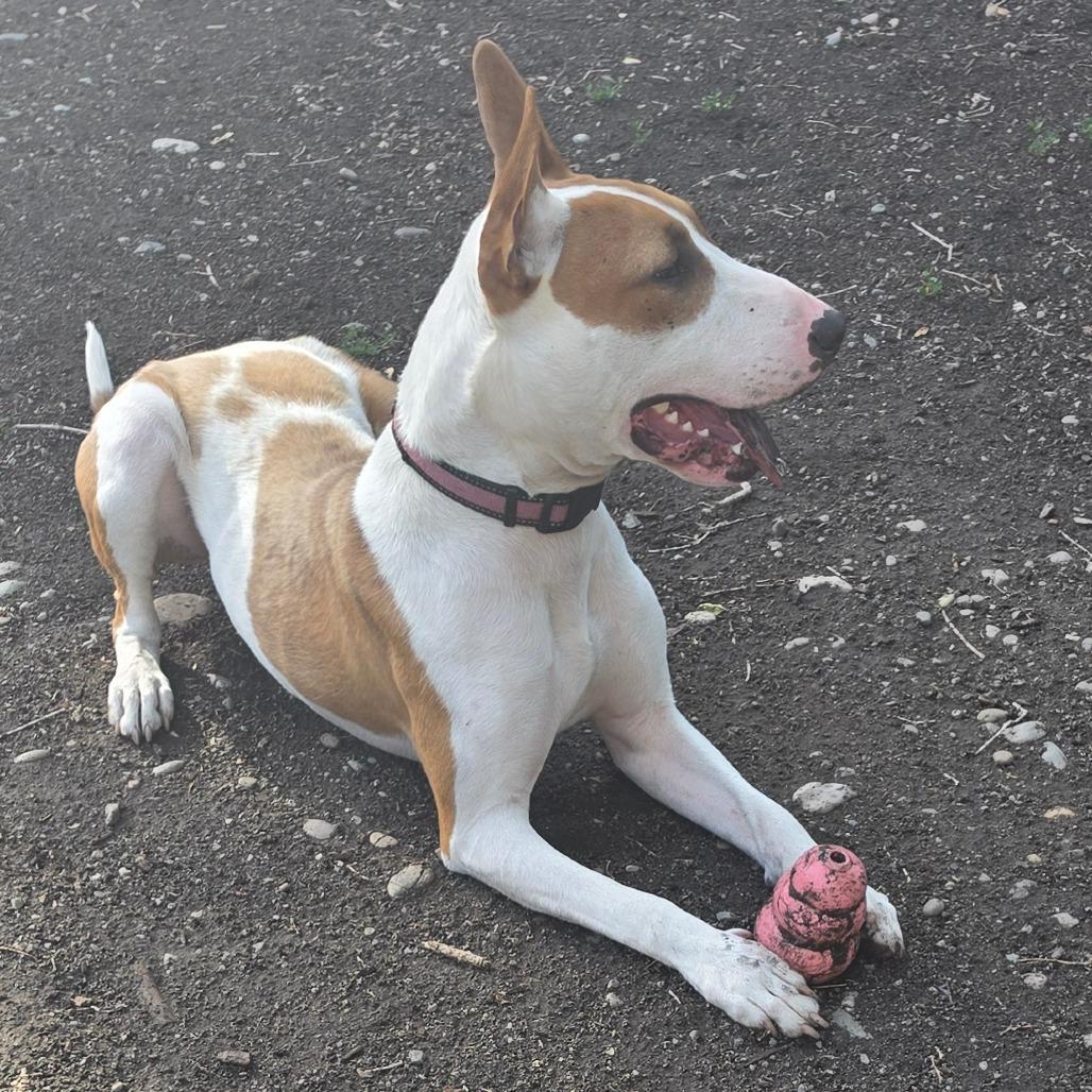 Quincy, a Adoptable Bull Terrier in Spokane, WA image 2/6