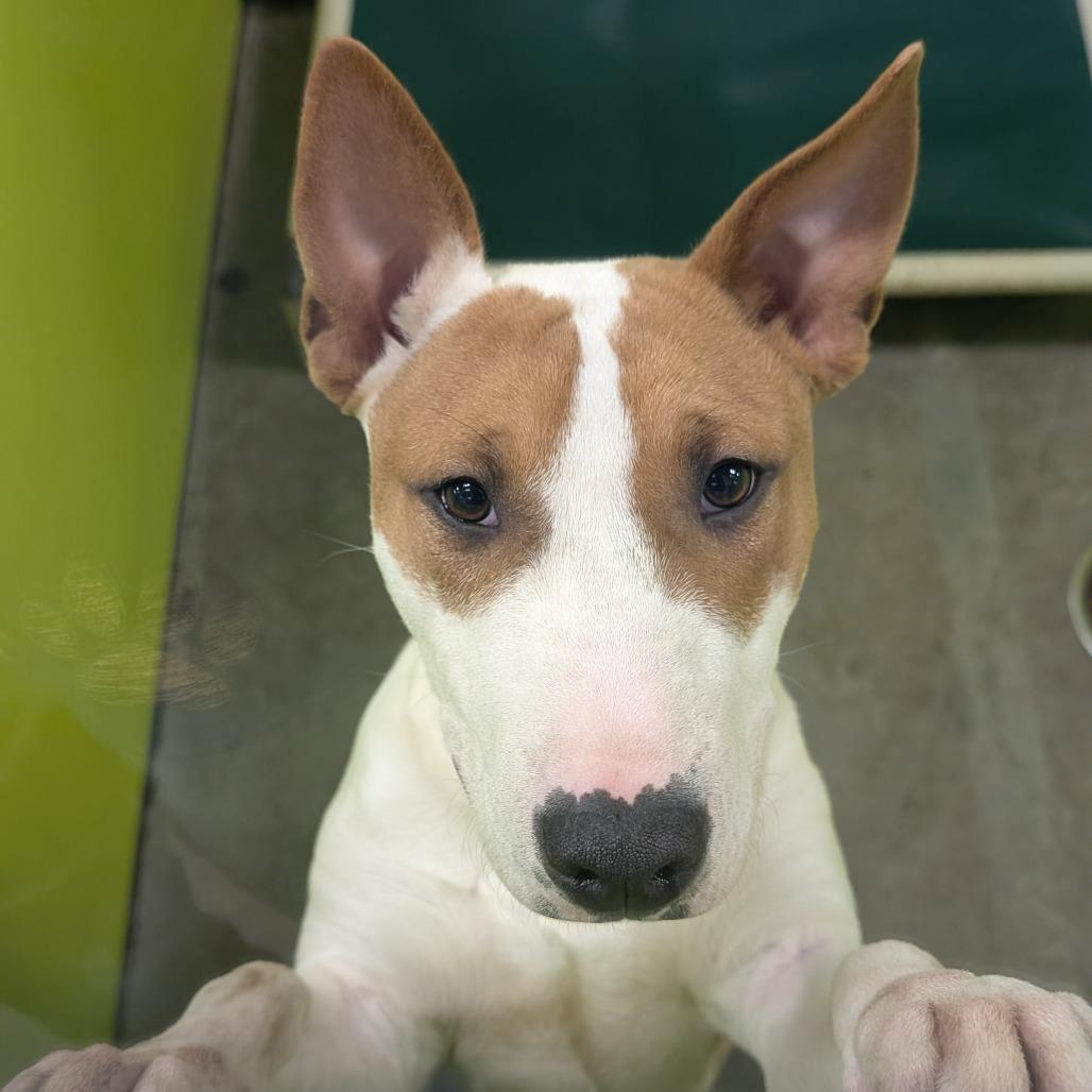 Quincy, a Adoptable Bull Terrier in Spokane, WA image 3/6