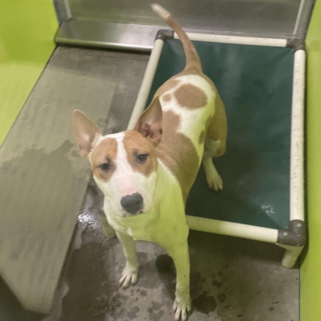 Quincy, a Adoptable Bull Terrier in Spokane, WA image 5/6