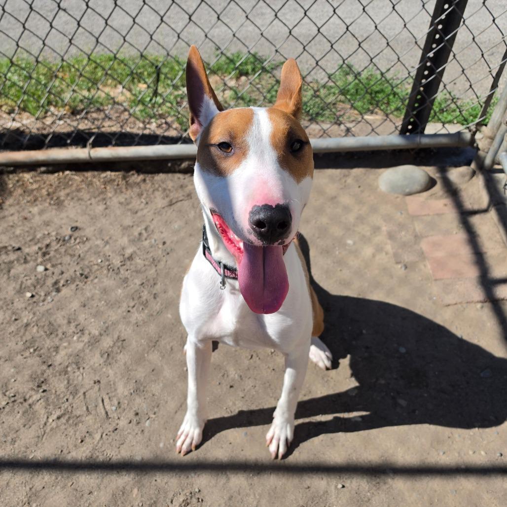 Quincy, a Adoptable Bull Terrier in Spokane, WA image 6/6