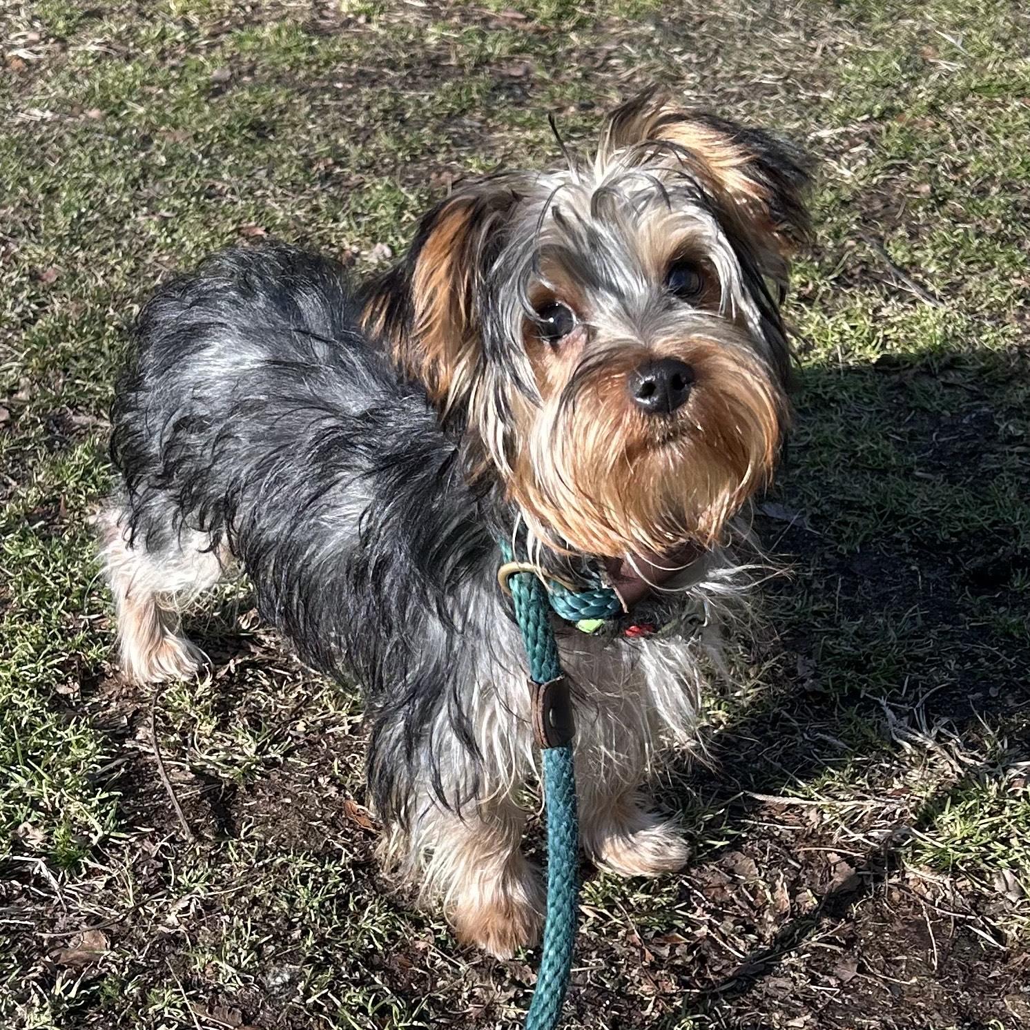 Mickey, adopted, Young Male Yorkshire Terrier.