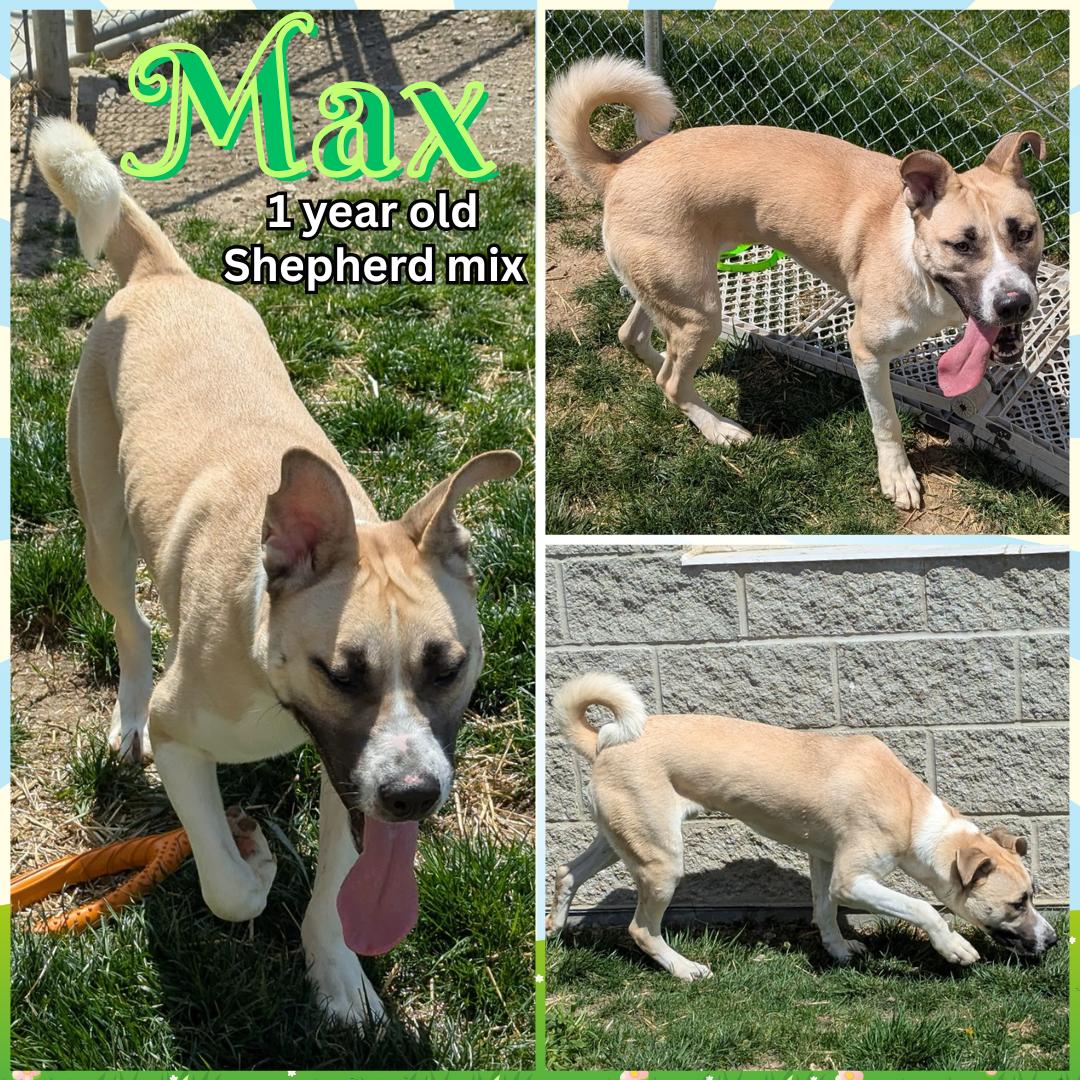 Enlarge Max, a Adoptable mixed breed in Franklin, IN image 1/1