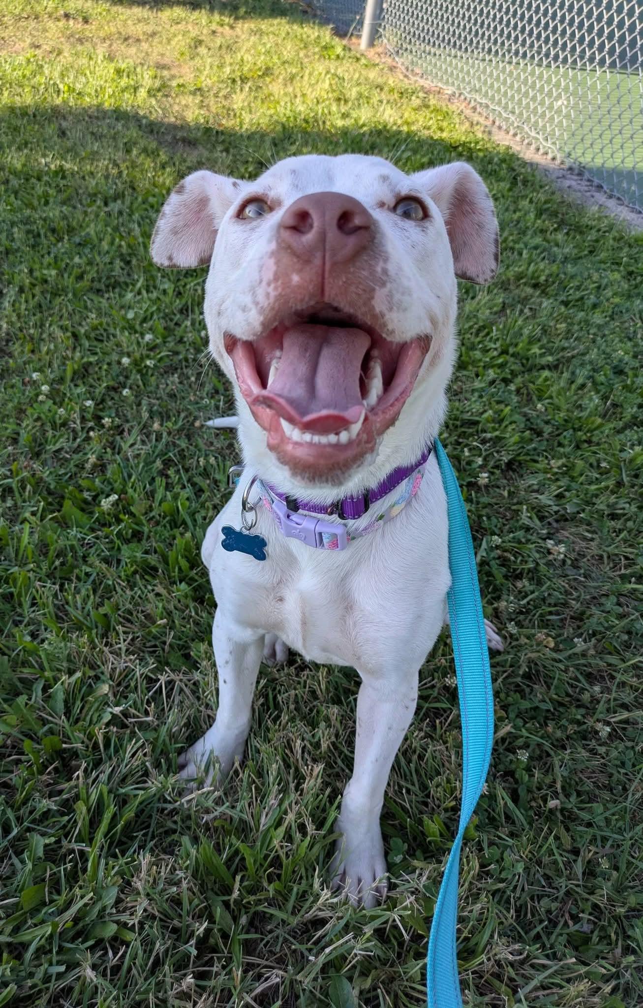 Sunflower, a Adoptable mixed breed in Cedar Rapids, IA image 3/6
