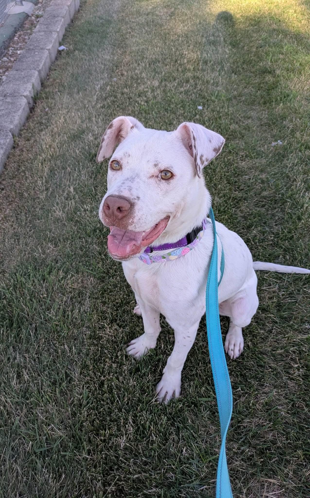 Sunflower, a Adoptable mixed breed in Cedar Rapids, IA image 6/6
