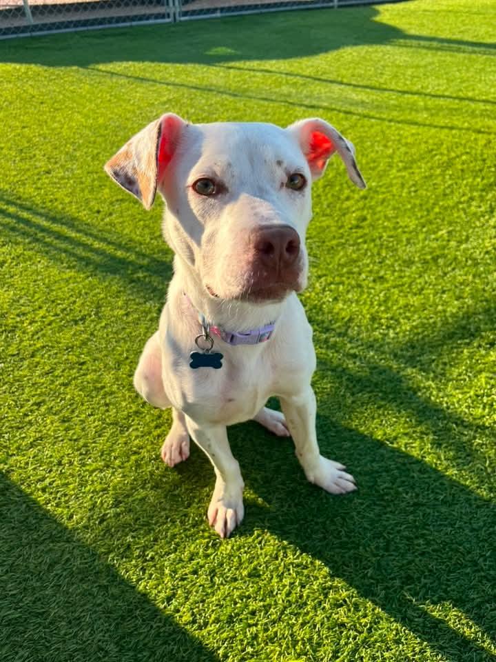 Sunflower, a Adoptable mixed breed in Cedar Rapids, IA image 5/6