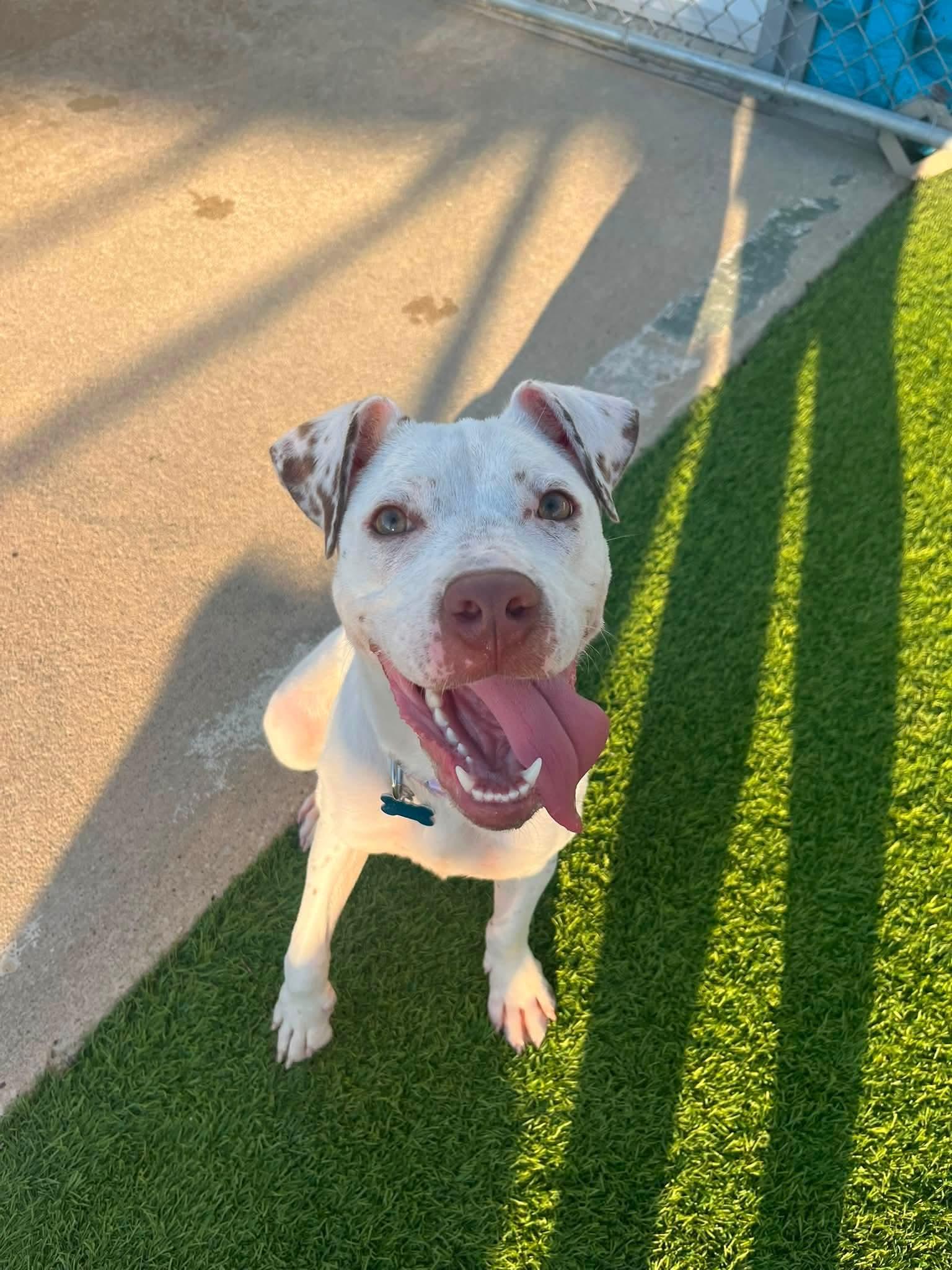 Sunflower, a Adoptable mixed breed in Cedar Rapids, IA image 2/6