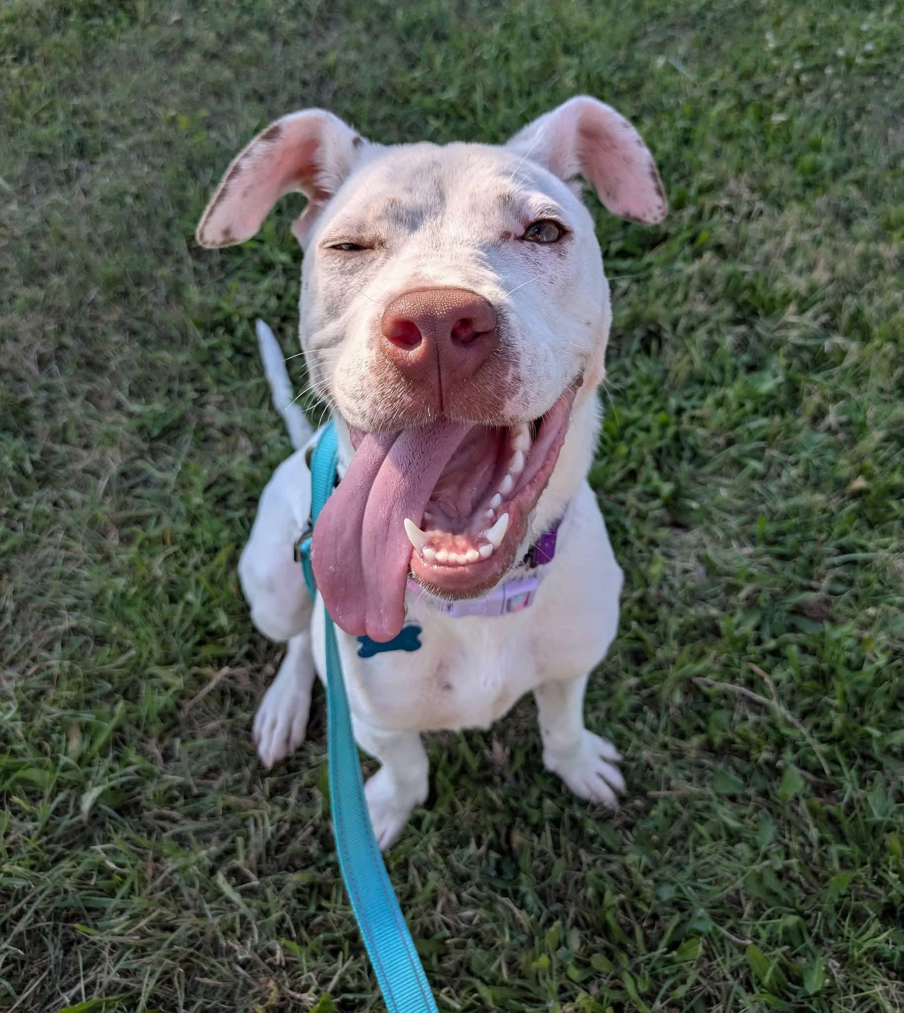 Sunflower, Adoptable, Puppy Female Dalmatian & Mixed Breed.