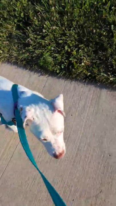 Enlarge Sunflower, a Adoptable mixed breed in Cedar Rapids, IA video 4/6