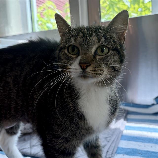 WONTON, Adoptable, Adult Female Domestic Short Hair.