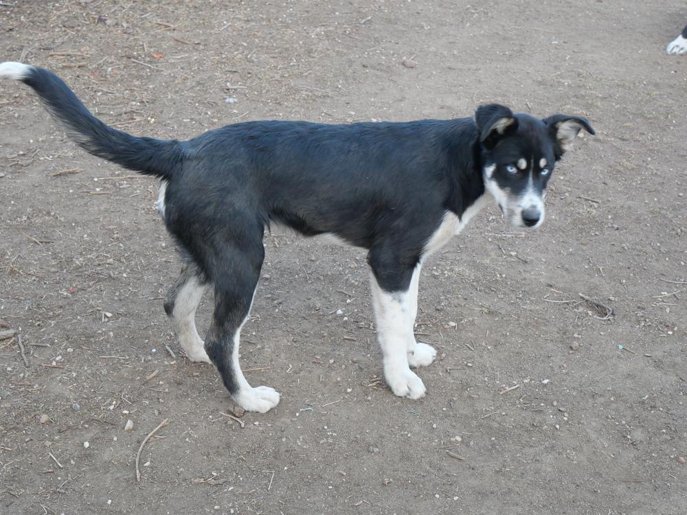 Enlarge Gary, a Adoptable mixed breed in Boulder, CO image 3/6
