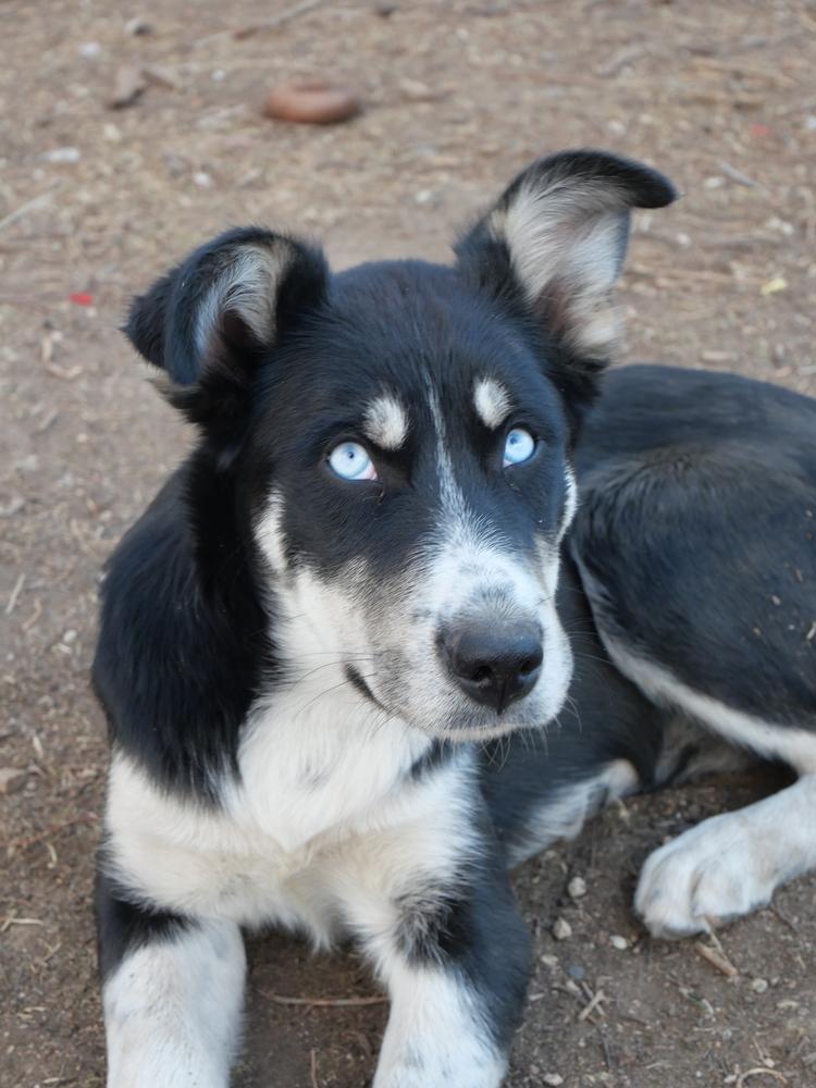 Enlarge Gary, a Adoptable mixed breed in Boulder, CO image 2/6