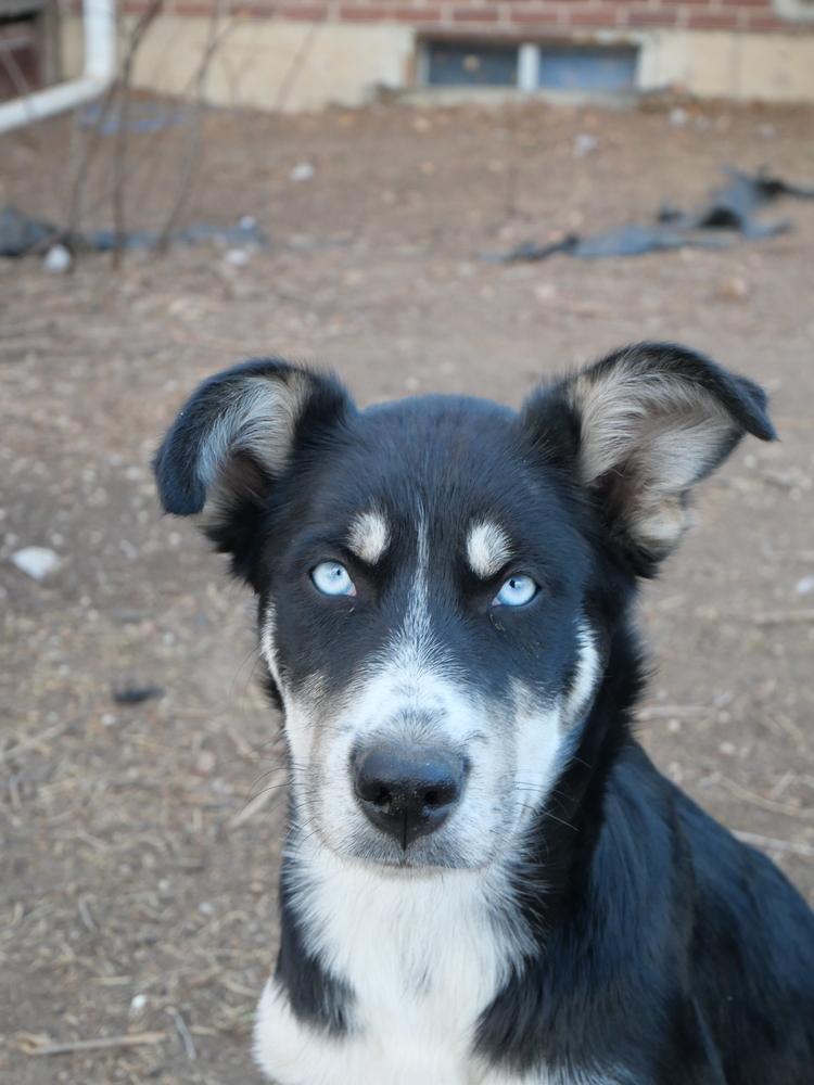 Enlarge Gary, a Adoptable mixed breed in Boulder, CO image 1/6