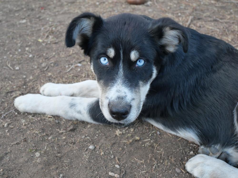 Enlarge Gary, a Adoptable mixed breed in Boulder, CO image 5/6