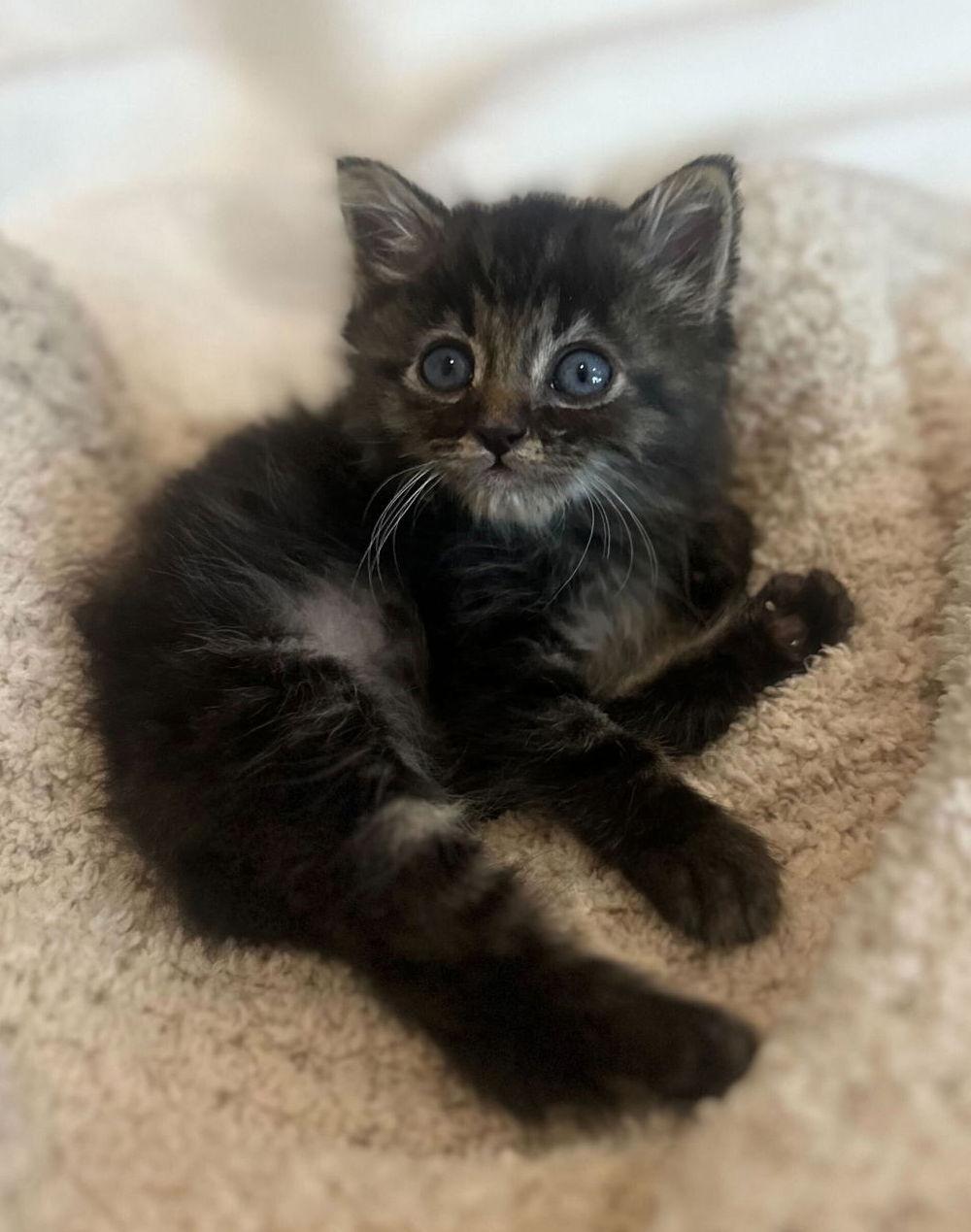 Samoa, Adopted, Kitten Male Domestic Medium Hair.