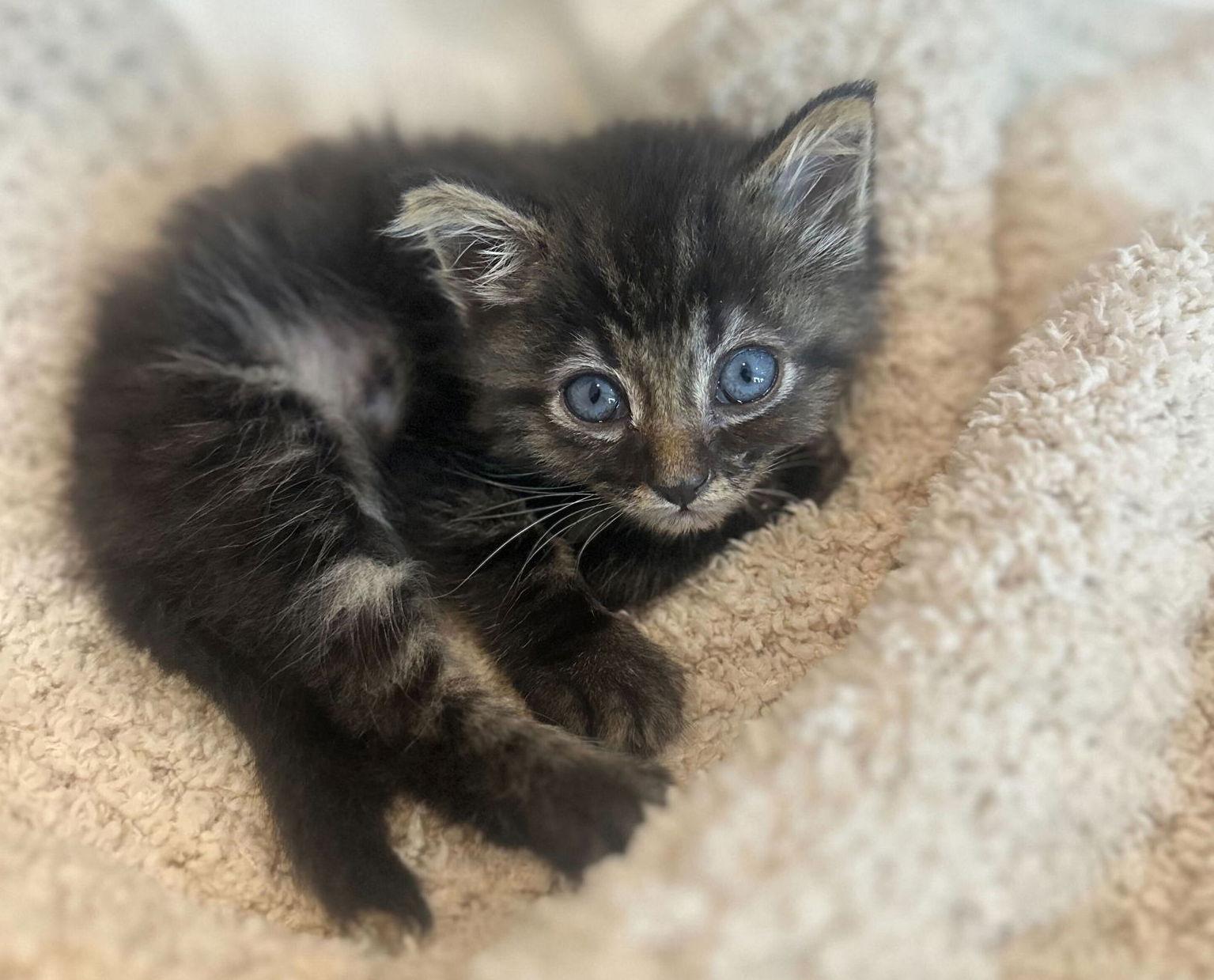 Samoa, a Adopted Domestic Medium Hair in Los Angeles, CA image 2/3