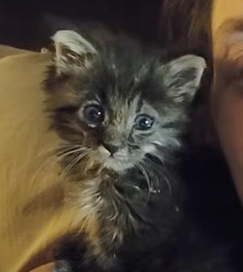 Samoa, a Adopted Domestic Medium Hair in Los Angeles, CA image 3/3