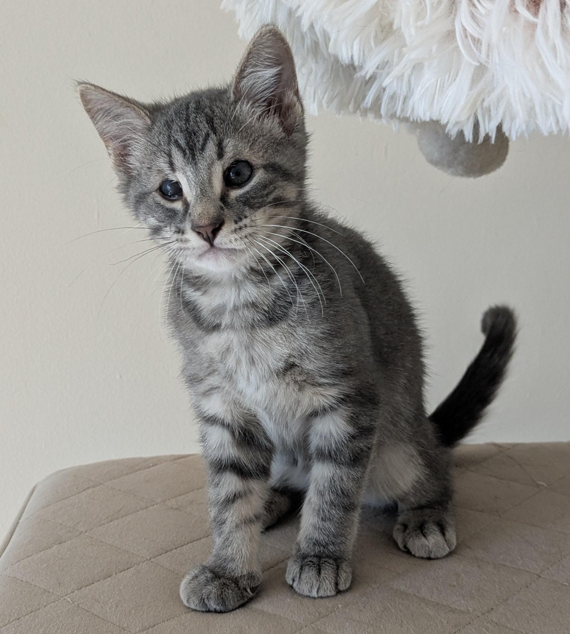 Karter, Adoptable, Kitten Male Tabby.