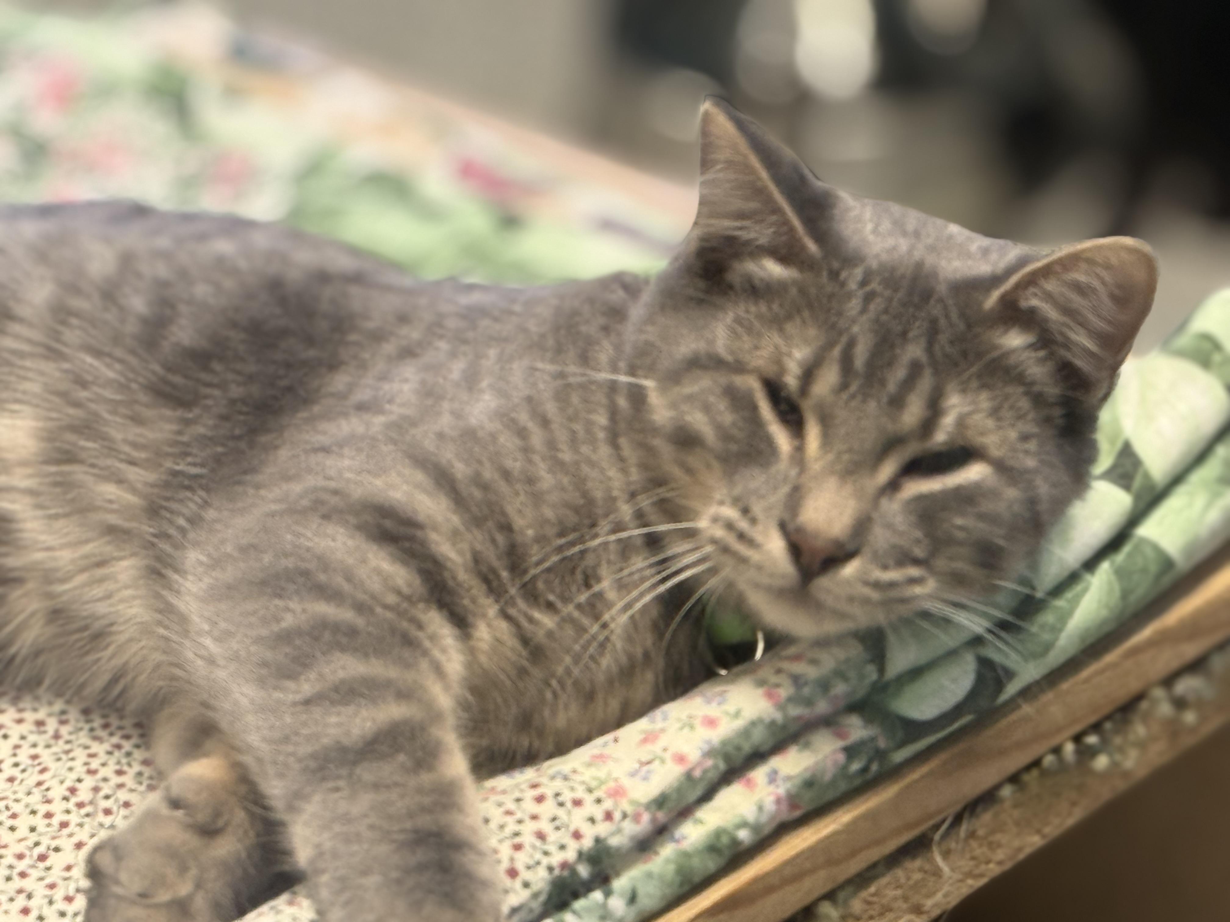 Karter, Adoptable, Kitten Male Tabby.